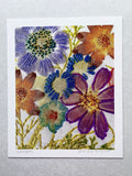 fine art print . purple daisy turning blue